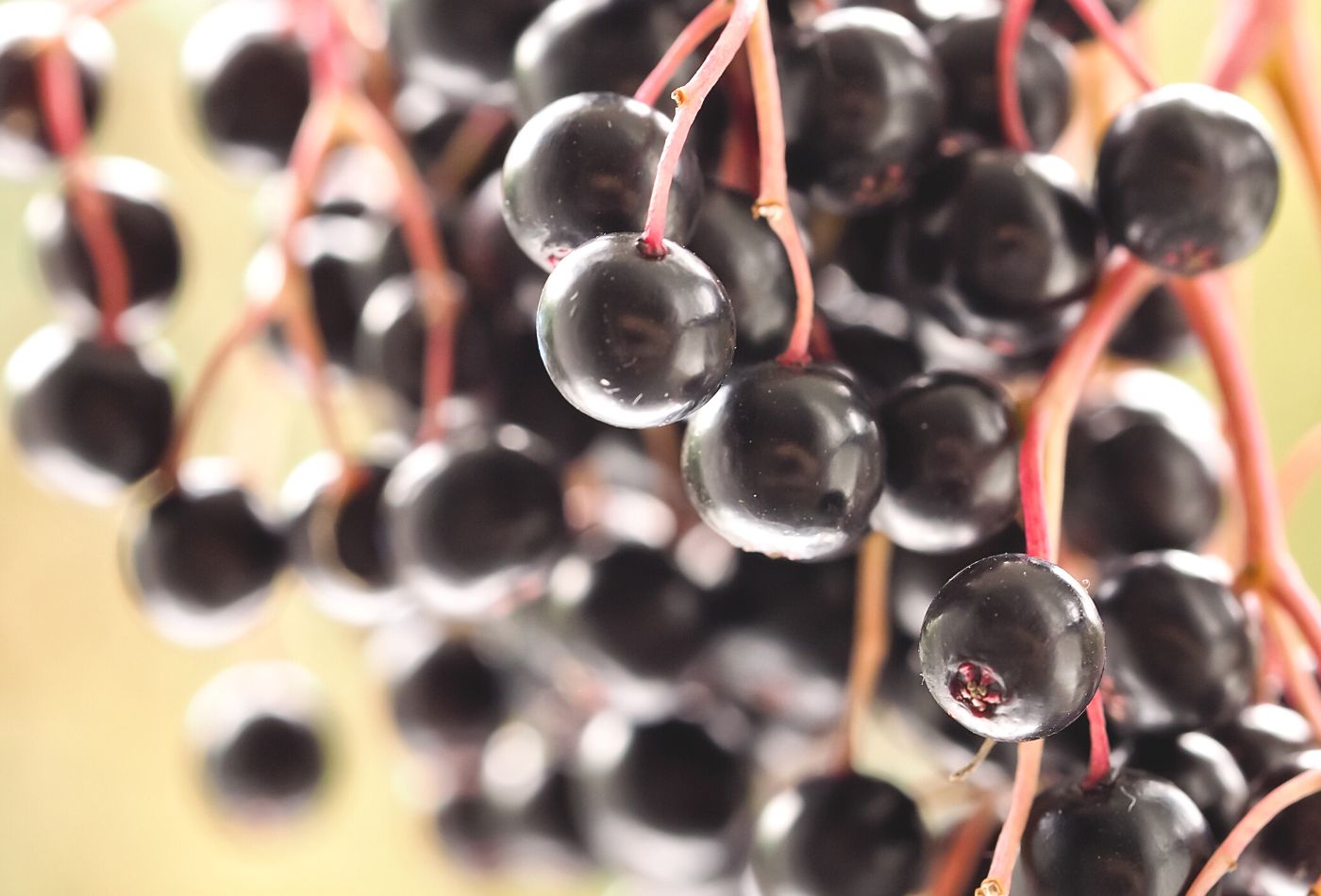 How to Dehydrate ElderberriesActionable Wellness